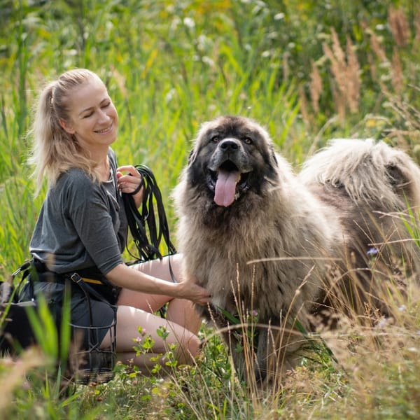 Bailey — Owczarek Kaukaski