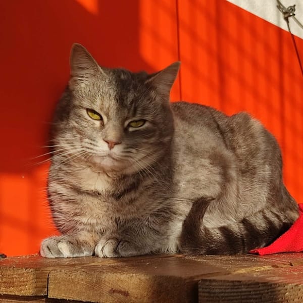 MARY KATE QCT — Européen