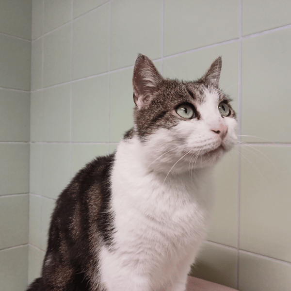 RUSTYCHOU — Européen