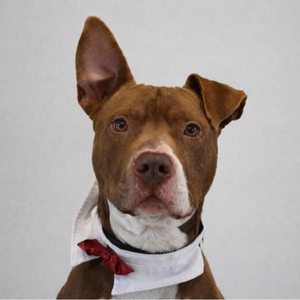 VEGA — Croisé / Autre