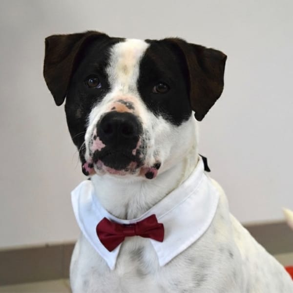 POPEYE — Croisé / Autre