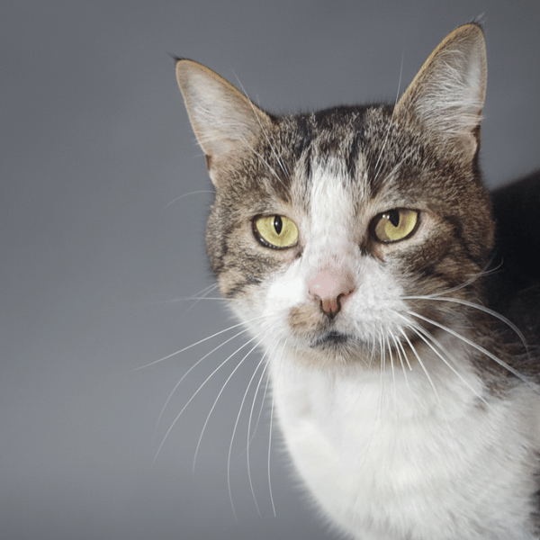 TOBY CHA — Européen