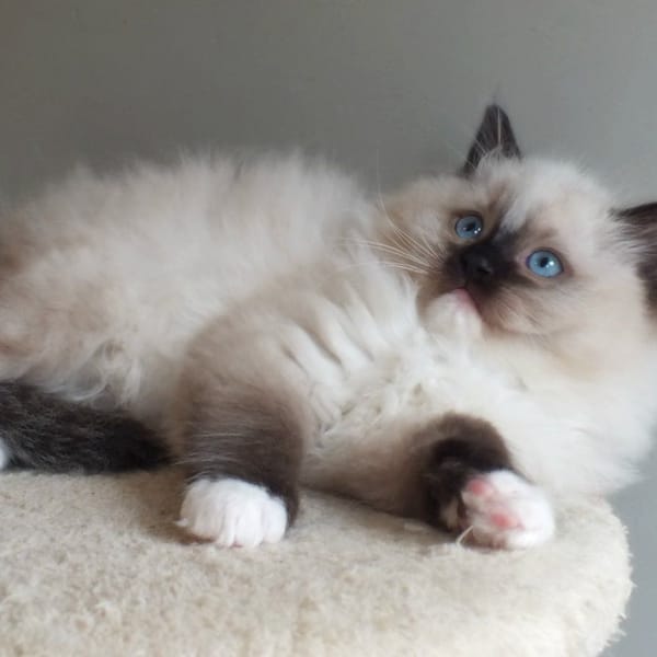 Anastasia — Ragdoll