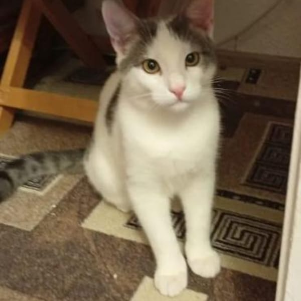 Robin & Zefir 2 kleine lustige Clowns — Europäisch Kurzhaar