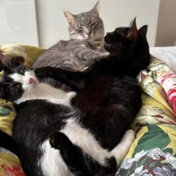 Bergamo möchte zu Ihnen gehören — Europäisch Kurzhaar