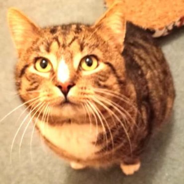 RAMBO - der noch ein Zuhause sucht...... — Ekh