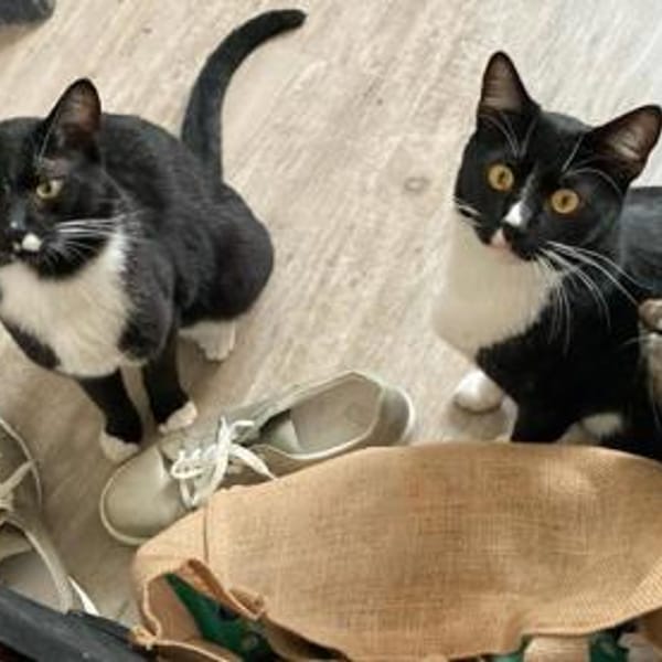 Spielfreudiger Rudy sucht Zuhause — Europäisch Kurzhaar