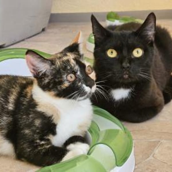 MOMO - geb. ca. 05/2022 - wk — Europäisch Kurzhaar