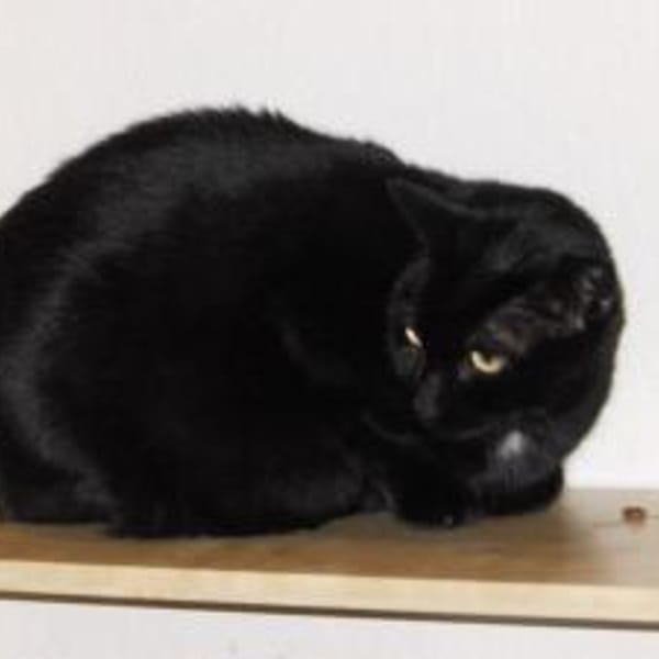 Marla — Europäisch Kurzhaar