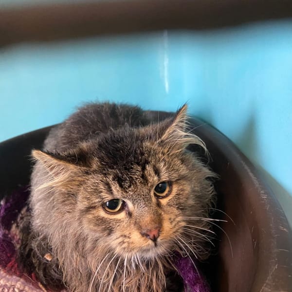 VALENTIN'S — Européen