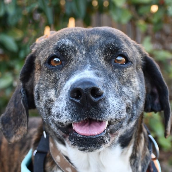 Bisbille ( en cours d'adoption) — Croisé / Autre