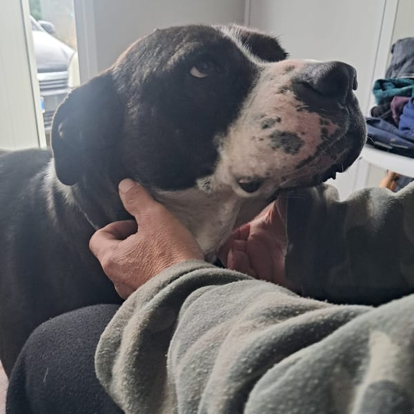 OLIVER patatone dolcissimo — American Staffordshire Terrier