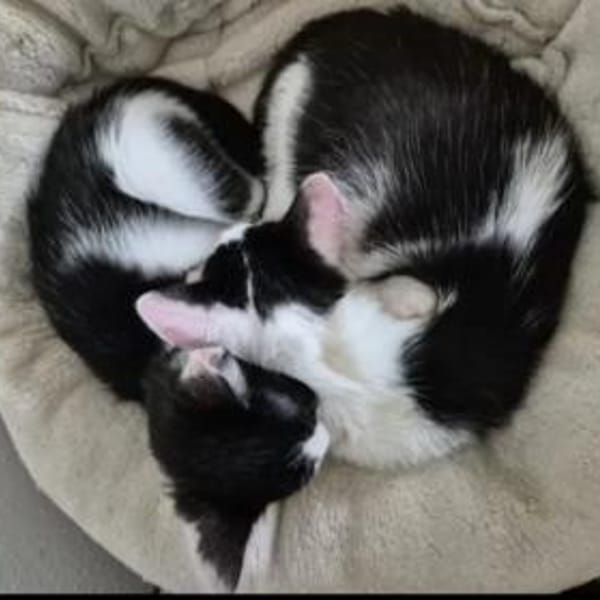 Binx & Zeus Verspieltes Kittenpärchen — Europäisch Kurzhaar