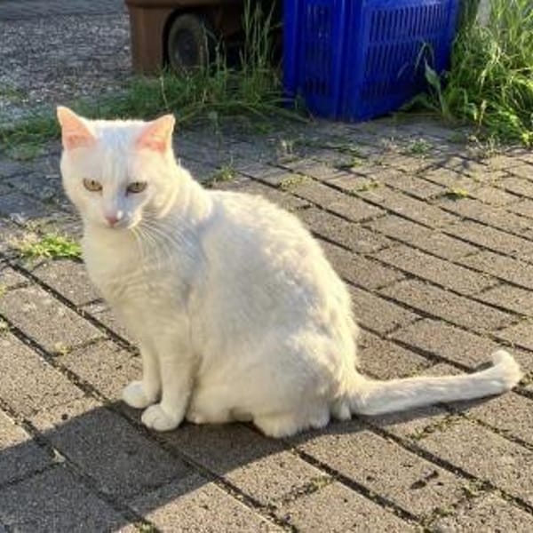 Annie sucht mit Garten oder Freigang — Europäisch Kurzhaar