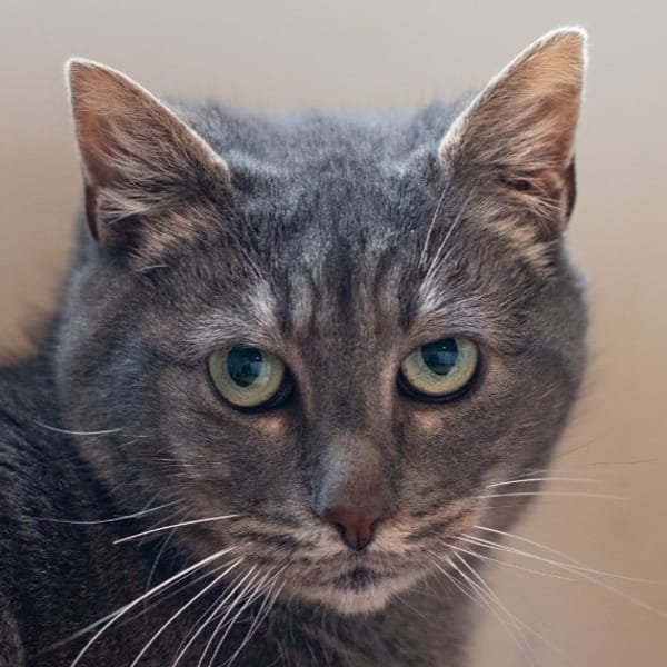 PATATE — Européen