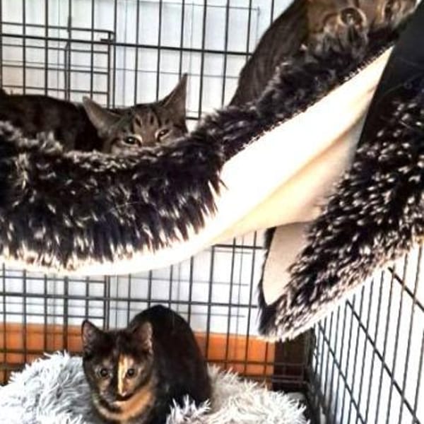 ZAZA - MIMI - EFFIE - — Ekh