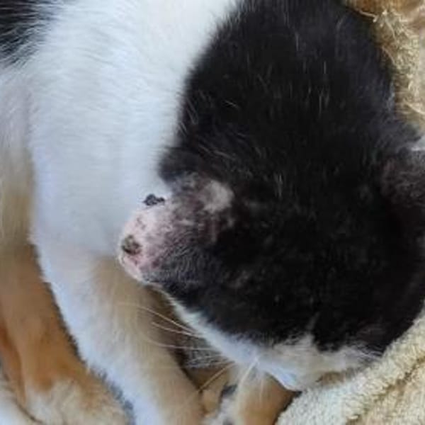 FIV-Kater Salvo hofft auf seine Menschen — Europäisch Kurzhaar