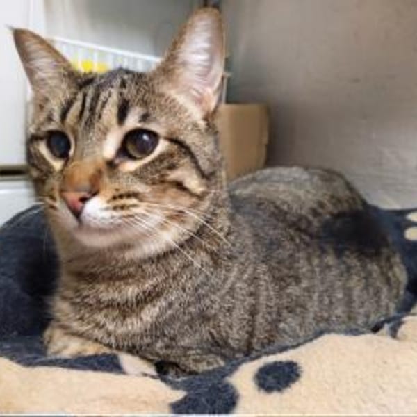 Monty sucht in Wohnungshaltung — Europäisch Kurzhaar