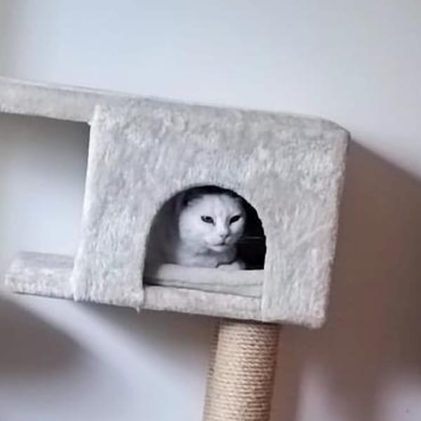 Nava sucht mit Balkon/Terrasse/Garten — Europäisch Kurzhaar