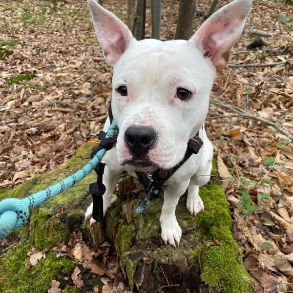 Alvin PAA24099 — Croisé / Autre