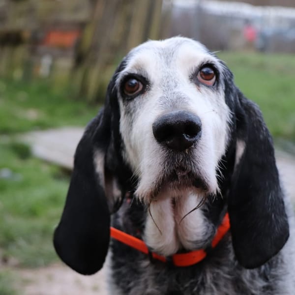 Igor — Bleu De Gascogne