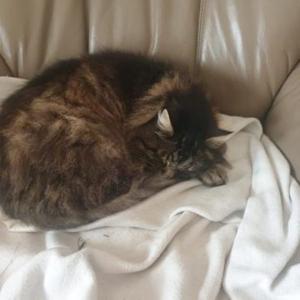 beste Freunde Karl.Heinz u.Hero in Lorch — Europäisch Kurzhaar