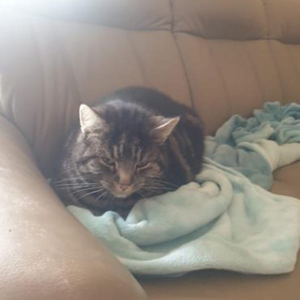 sanfter Merlin in Lorch kennt Hunde — Ekh