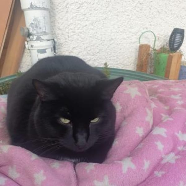 Kuschelkater Mogli aus Lorch kennt Hunde — Ekh