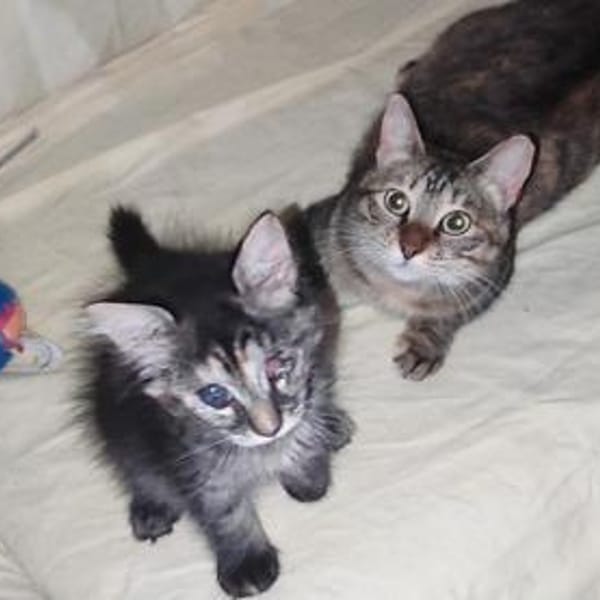 Nanetta sucht ihr Traumzuhause — Europäisch Kurzhaar