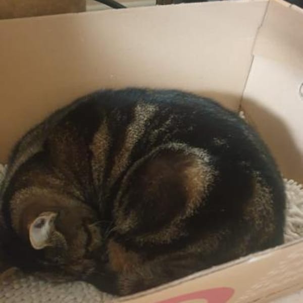 süße Girls Scarlett und Jacky in Lorch — Europäisch Kurzhaar