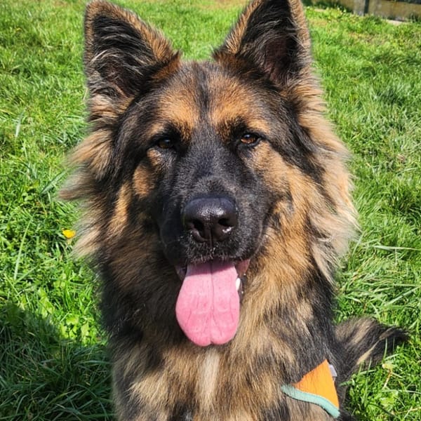 AKIRA — Berger Allemand