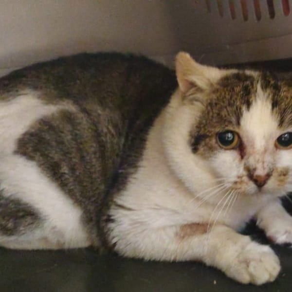 Gaston — Européen