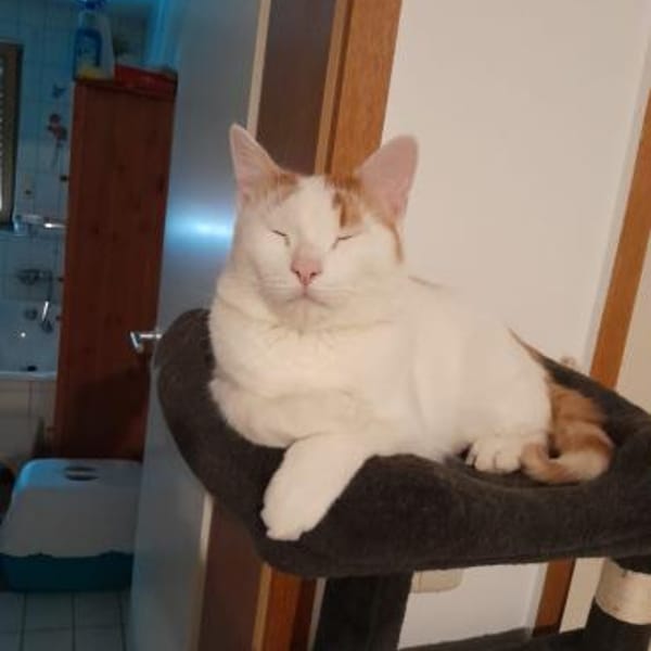 Katzenpaar Watson & Fred — Europäisch Kurzhaar