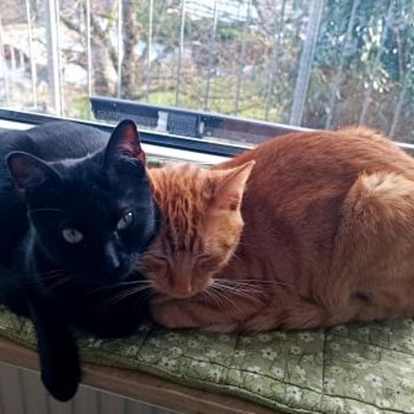 Willi sucht mit Garten oder Freigang — Europäisch Kurzhaar