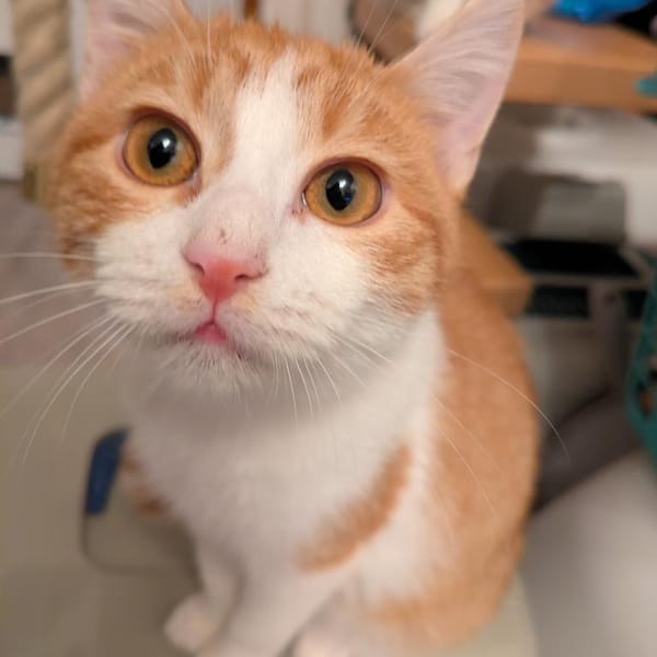 Katzenpaar Dudi & Fabius — Europäisch Kurzhaar