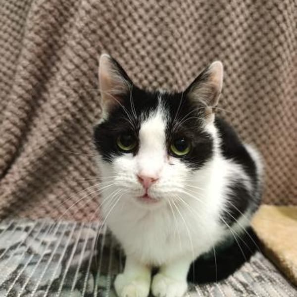 Zuhause gesucht für Shreder — Europäisch Kurzhaar