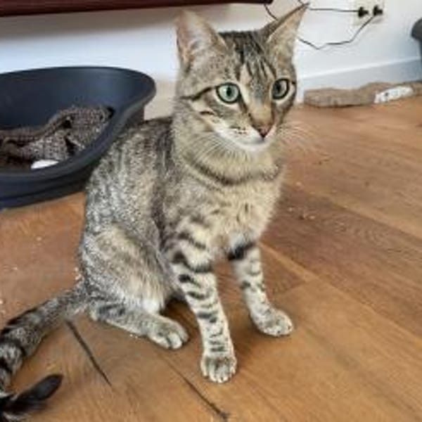 Willy — Europäisch Kurzhaar