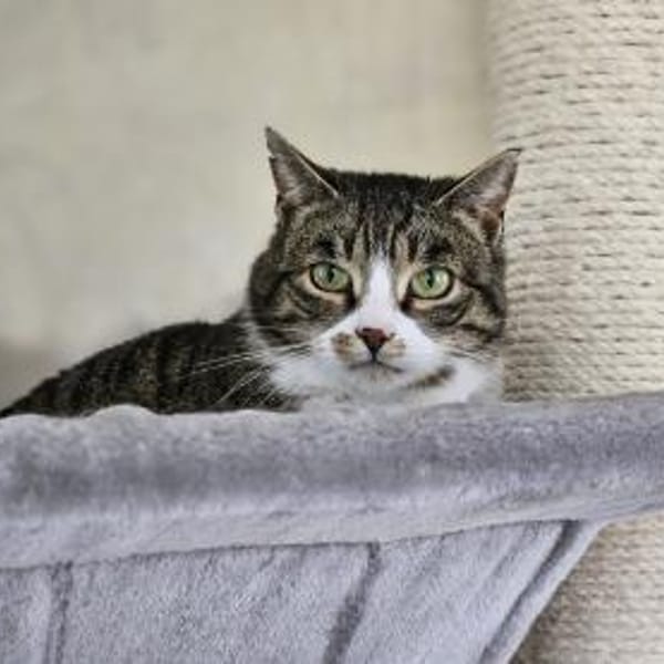 KIWI - geb. ca. 05/2021 — Europäisch Kurzhaar