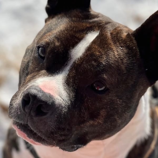 ICEO — Croisé / Autre