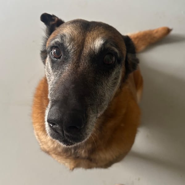 Lana PAA24112 — Malinois