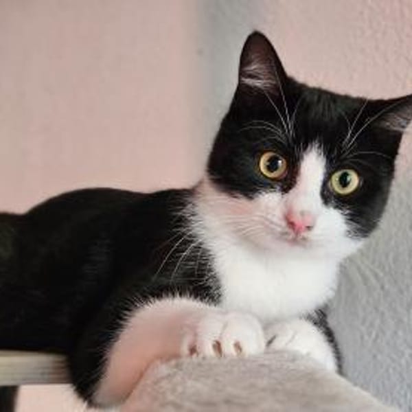 CLYDE - geb. ca. 15.07.2024 — Europäisch Kurzhaar