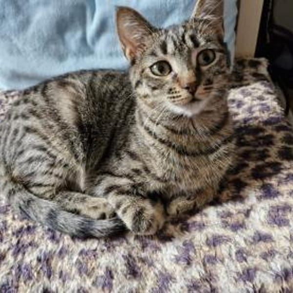 Pflegestellen für unsere Katzen gesucht! — Europäisch Kurzhaar Colourpoint