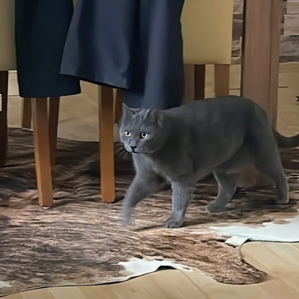 Wunderhübsche Carla 3,5 Jahre — Ekh