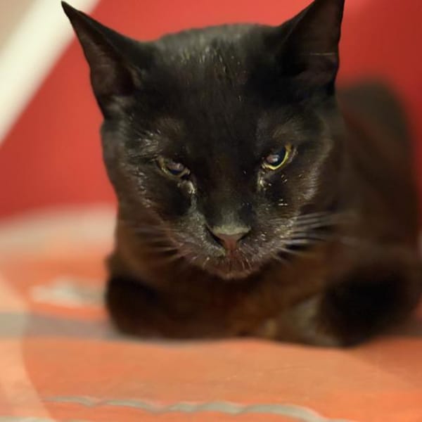 kleine Frau Klüßdorf sucht ihr Zuhause — Europäisch Kurzhaar