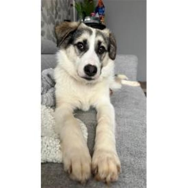 Youma - wartet in 90547 Stein — Shündin