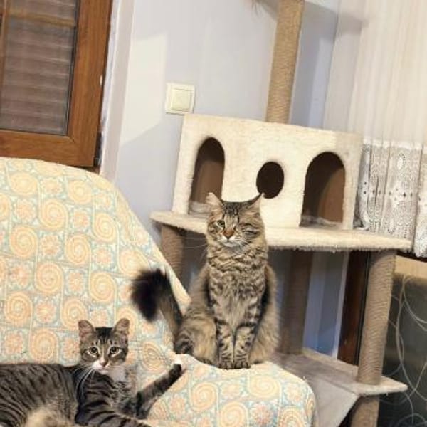 CEVIZ auf dem Weg ins Glück 🍀 — Türkisch Angora Mix