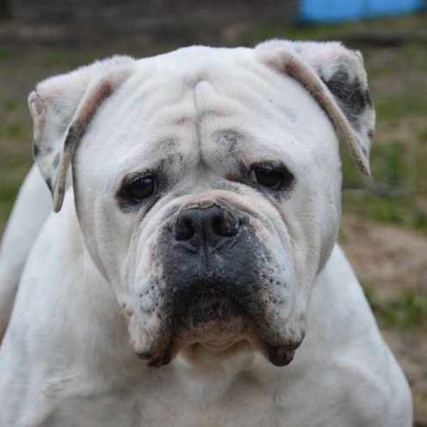 DIOR HAA24725 — Bouledogue Américain