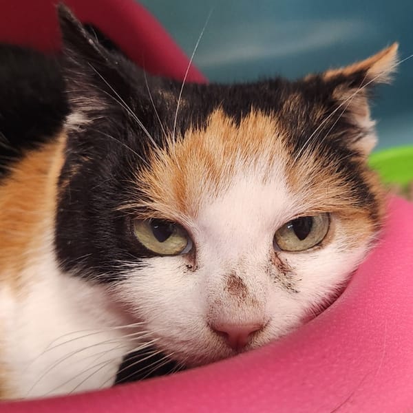 CHATAIGNE QCT (a trouvé sa famille) — Européen