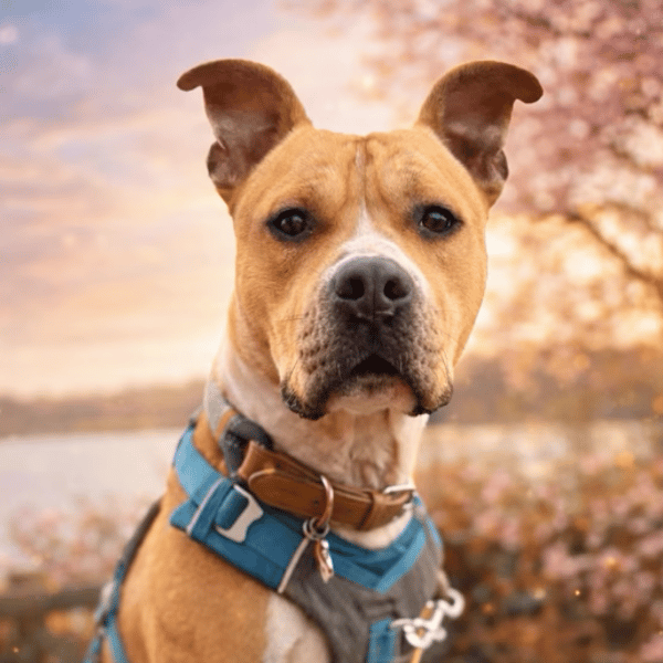 HANY QCN (J'ai trouvé ma famille) — Dogue