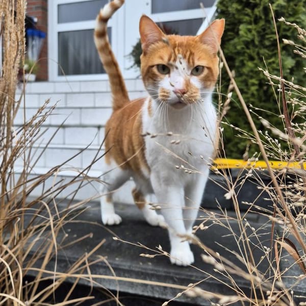 Verschmuster Carlo in Stockstadt (ALO) — Ekh